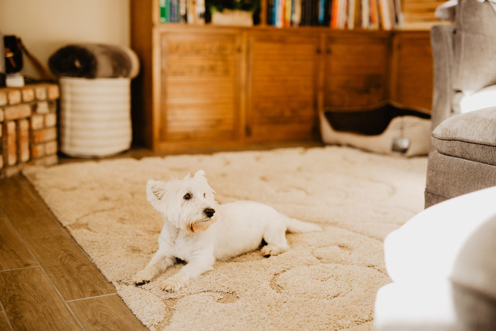 4 Easy Ways to Stop Pet Odors 3 remove pet odor