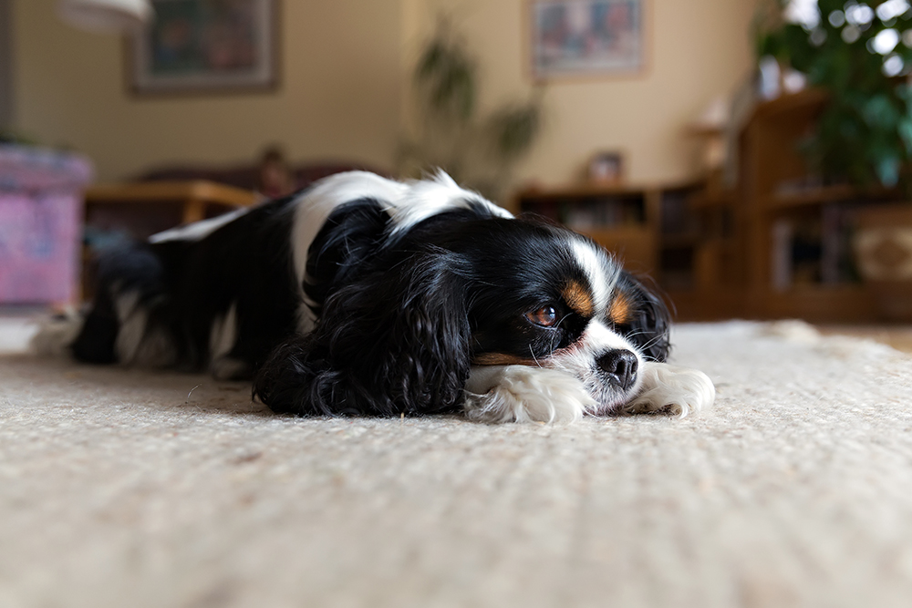 The Ultimate Carpet Cleaning For Pets Guide: Tips + Tricks 1 carpet cleaning for pets